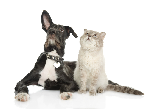 cães e gatos podem se dar bem - 12