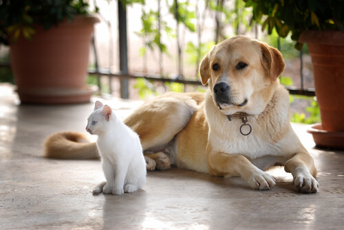 cães e gatos podem se dar bem - 14