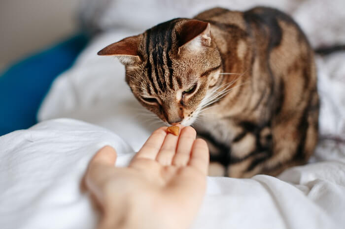 Truques fáceis para ensinar ao seu gato-02