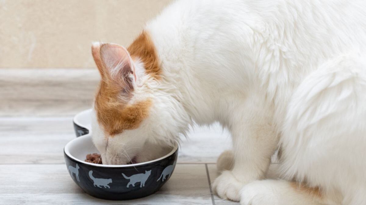 06 Deliciosas receitas caseiras de comida para gatos (aprovadas por veterinários)