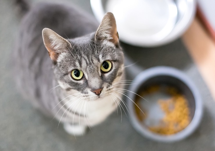 deliciosas receitas caseiras de comida para gatos - 01