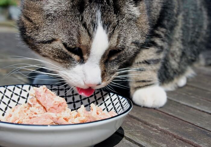 deliciosas receitas caseiras de comida para gatos - 02