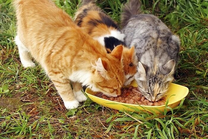 deliciosas receitas caseiras de comida para gatos - 03