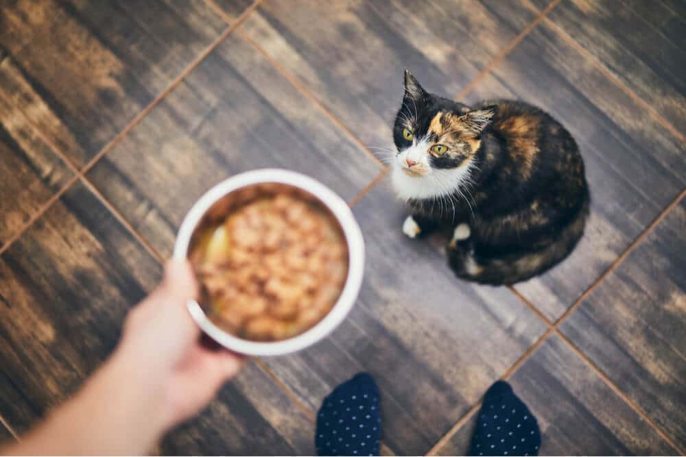 deliciosas receitas caseiras de comida para gatos - 07