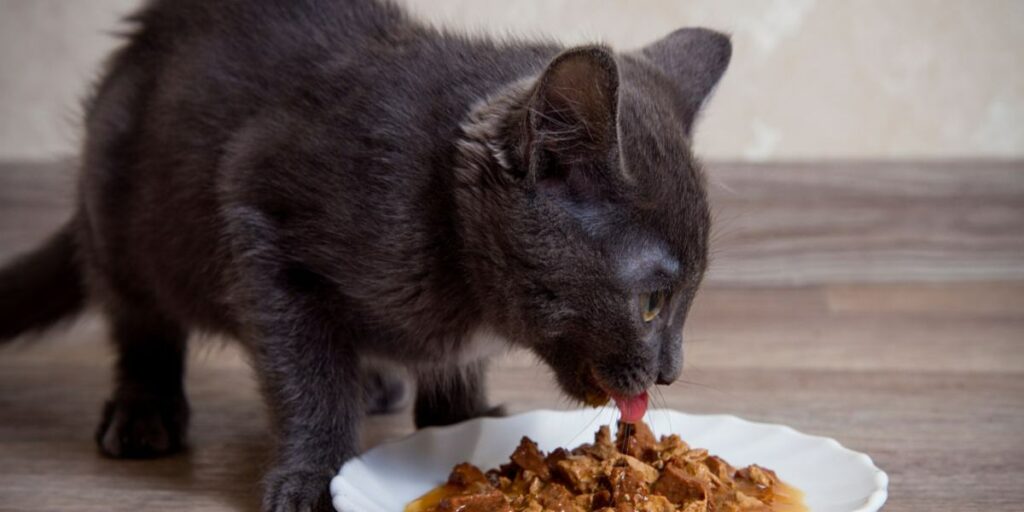 deliciosas receitas caseiras de comida para gatos - 10