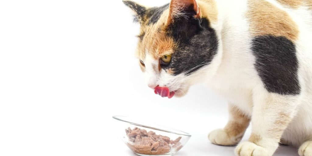 deliciosas receitas caseiras de comida para gatos - 11