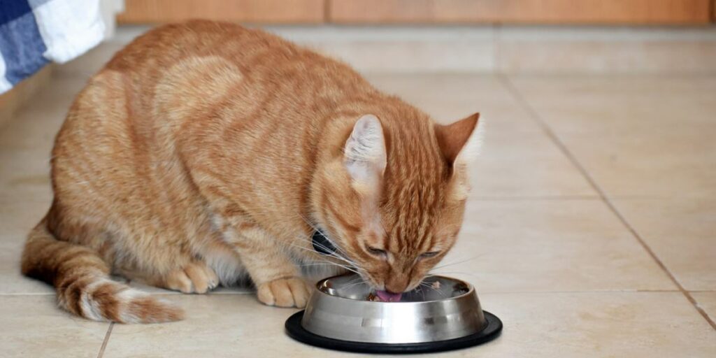 deliciosas receitas caseiras de comida para gatos - 12