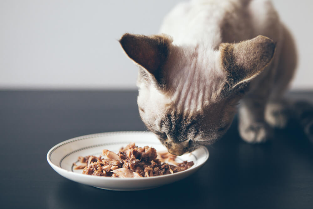 fatos fascinantes sobre o cérebro dos gatos - 04