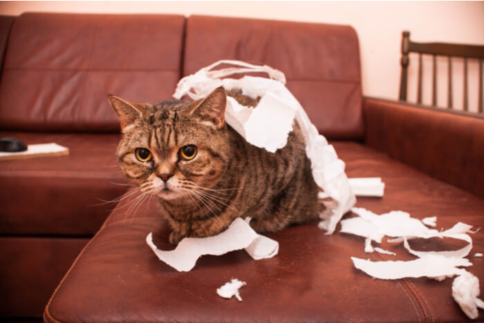 fatos fascinantes sobre o cérebro dos gatos - 05