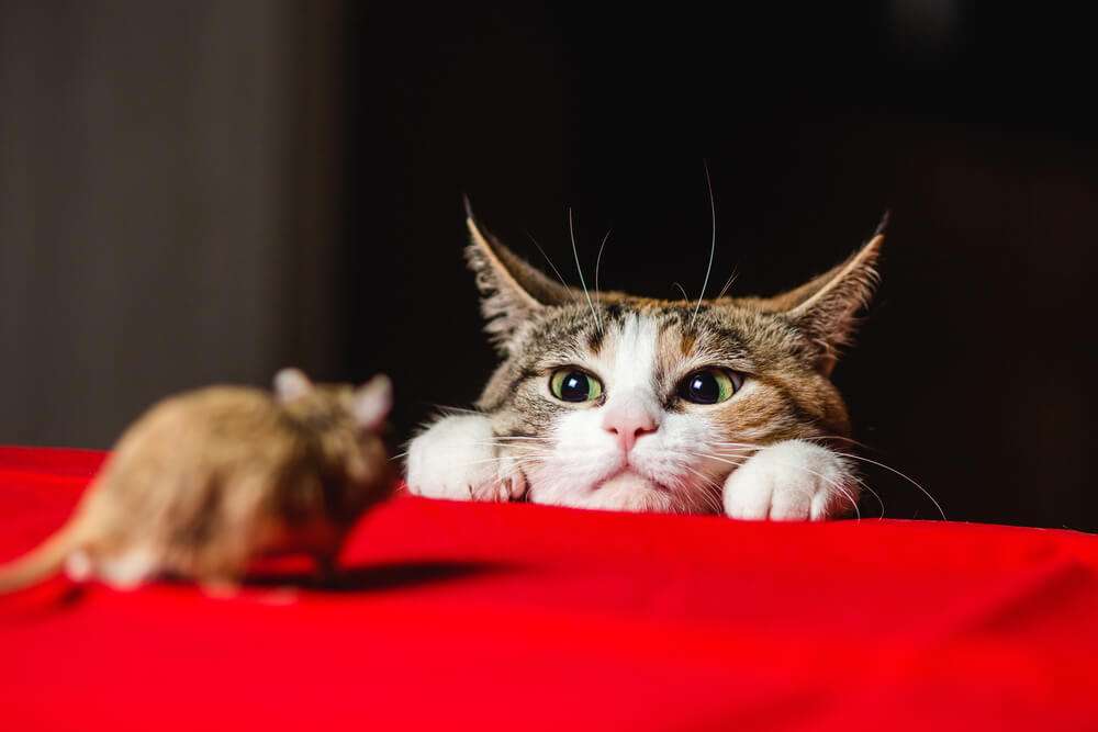 fatos fascinantes sobre o cérebro dos gatos - 07