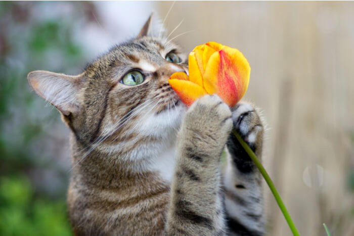 fatos fascinantes sobre o cérebro dos gatos - 09