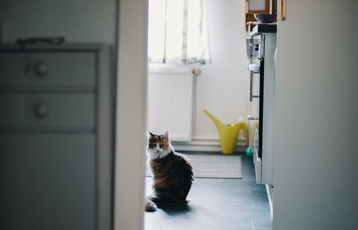 gato está fazendo cocô na banheira - 05