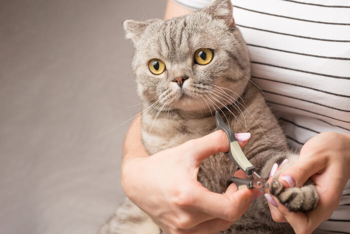 gato não deixar você cortar as unhas - 04