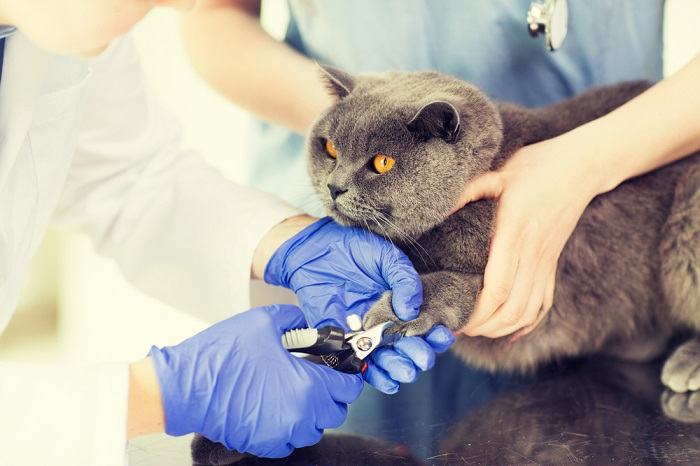 gato não deixar você cortar as unhas - 07