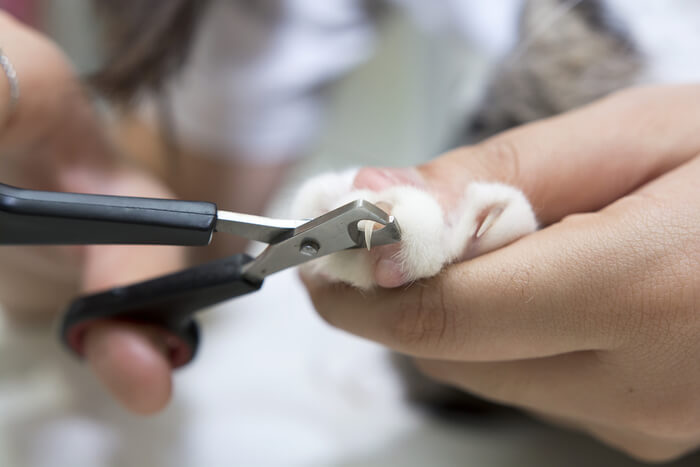 gato não deixar você cortar as unhas - 09