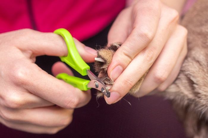 gato não deixar você cortar as unhas - 10