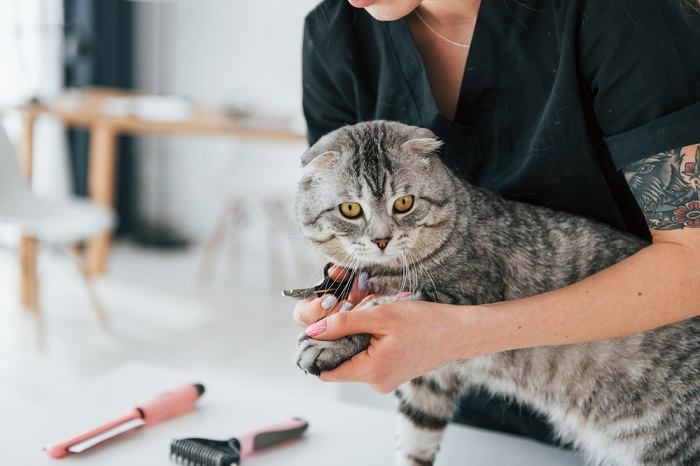 gato não deixar você cortar as unhas - 13