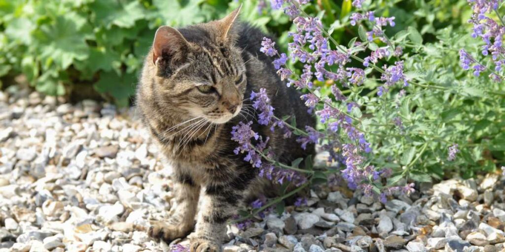 gatos adoram rolar no Catnip - 03