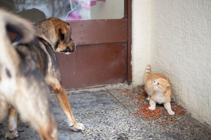 gatos fazem cocô quando estão com medo - 02