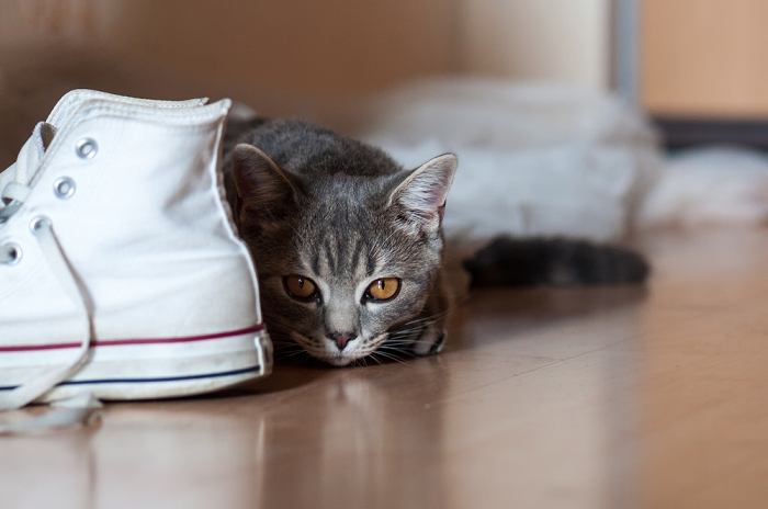 gatos fazem xixi e cocô nos sapatos - 10