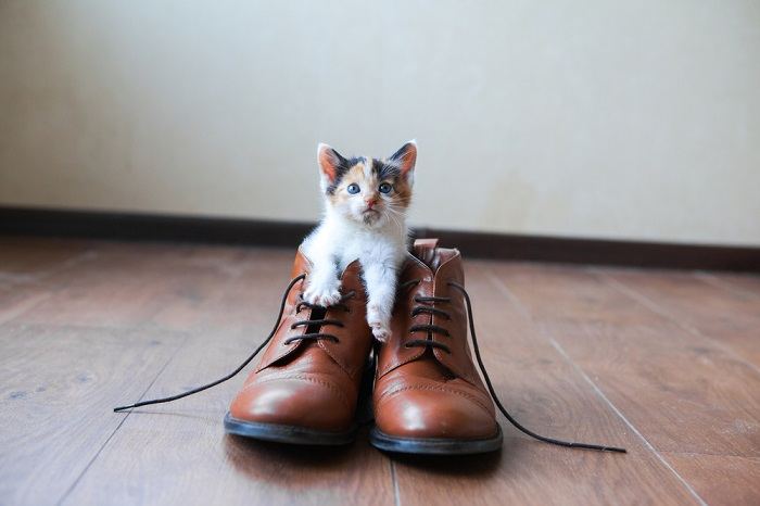 gatos fazem xixi e cocô nos sapatos - 11