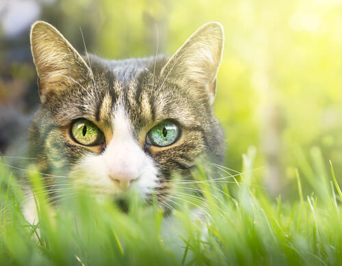 gatos realmente têm 9 vidas - 07