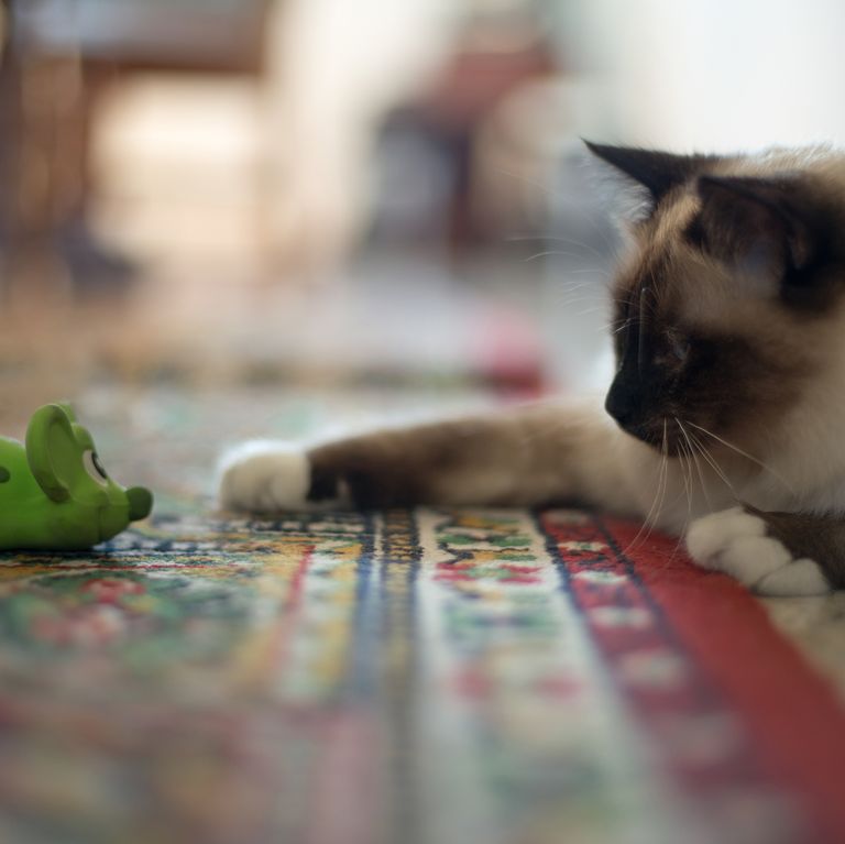 gatos são o melhor animal de estimação - 02