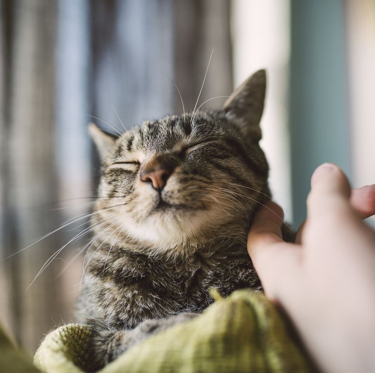 gatos são o melhor animal de estimação - 09