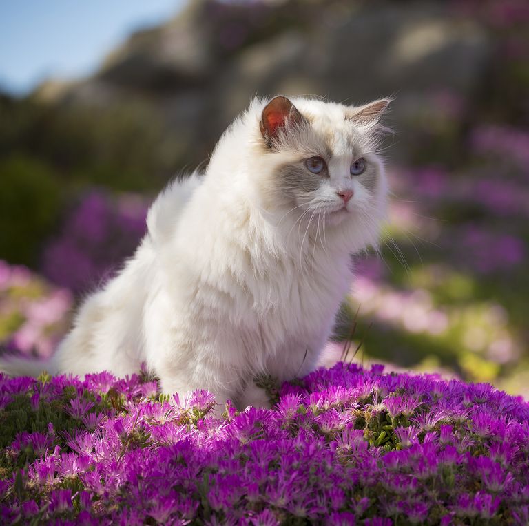 gatos são o melhor animal de estimação - 14