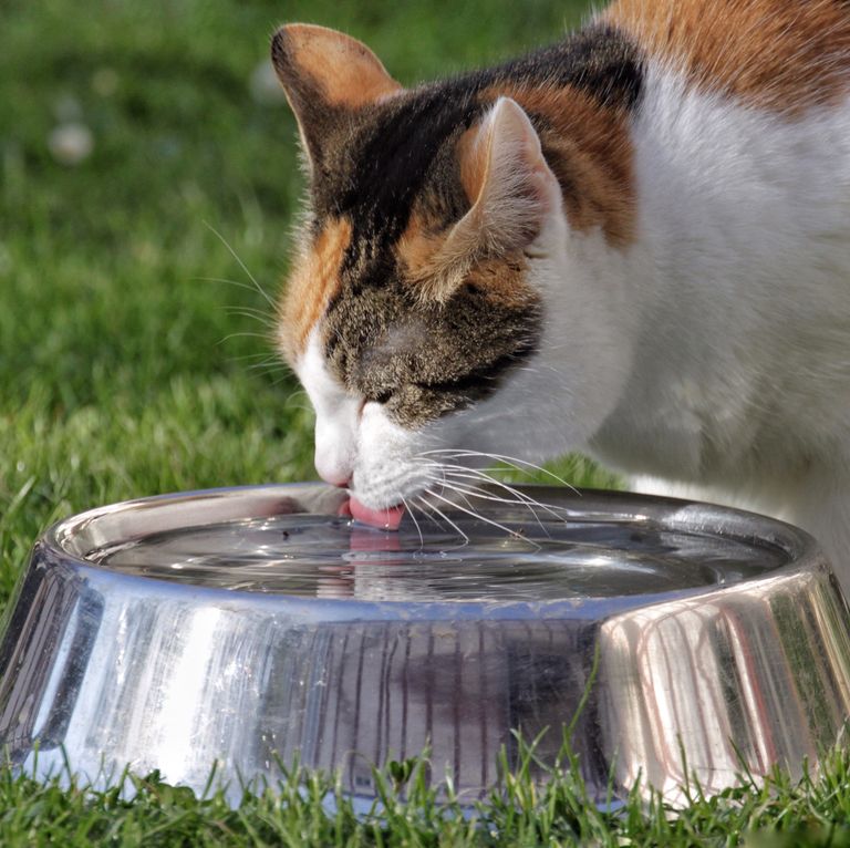 gatos são o melhor animal de estimação - 15