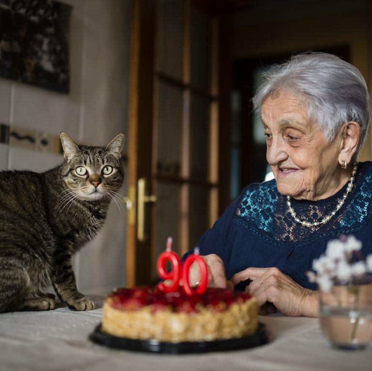 gatos são o melhor animal de estimação - 19