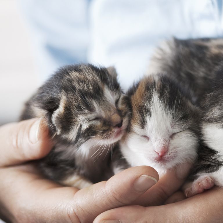 gatos são o melhor animal de estimação - 20