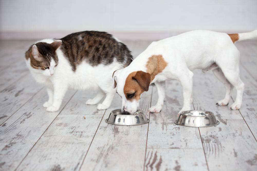 manter os cães longe da comida de gato - 01