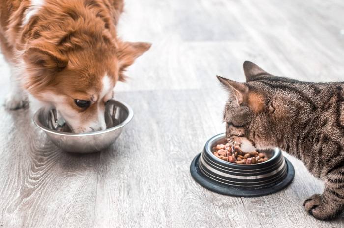 manter os cães longe da comida de gato - 03