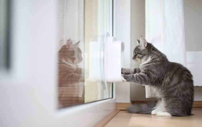 manter os cães longe da comida de gato - 04