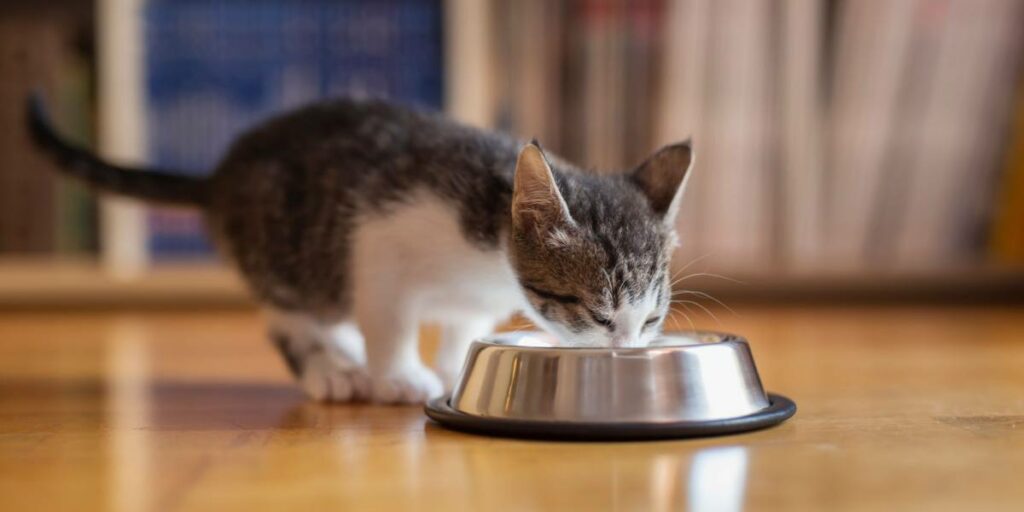 manter os cães longe da comida de gato - 10