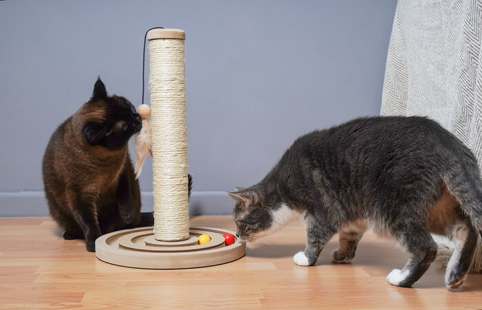 manter os cães longe da comida de gato - 12