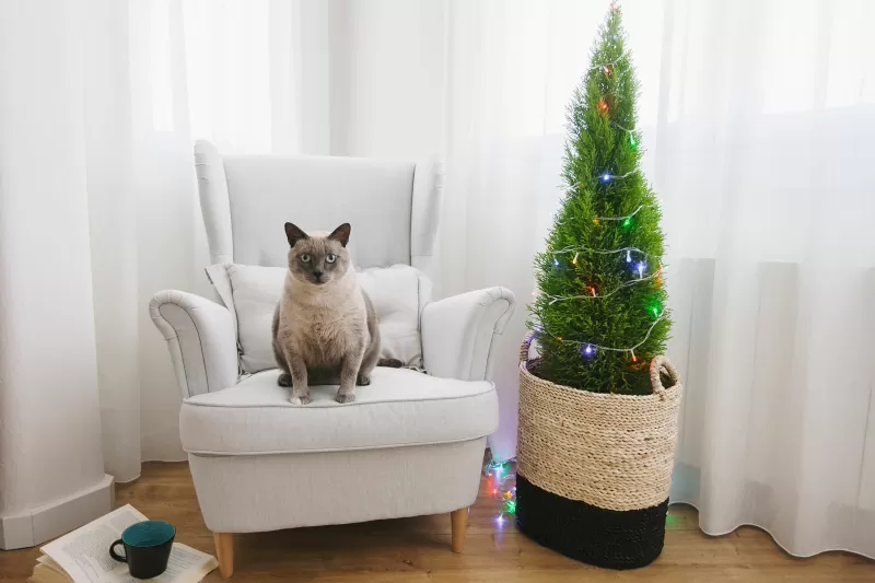 Como manter os gatos longe da árvore de Natal-01