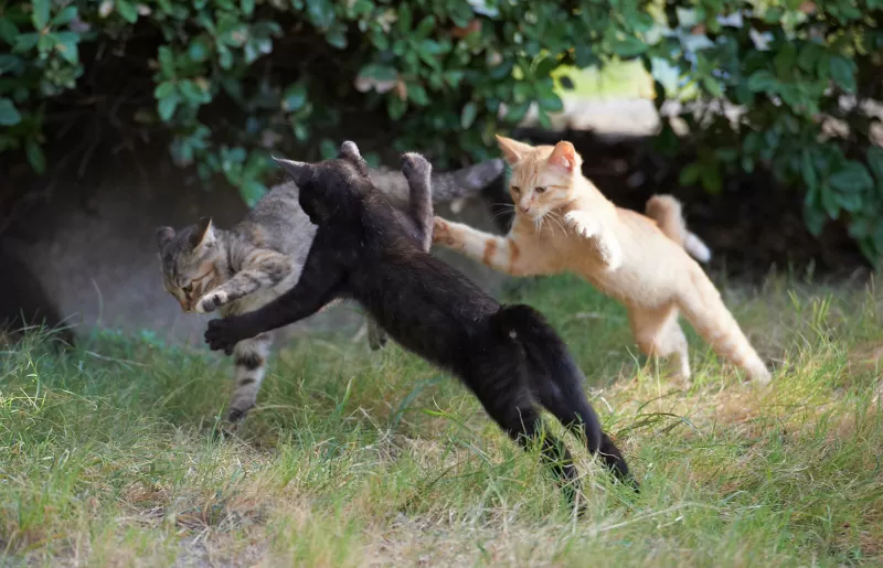 meu gato está brincando ou brigando - 03