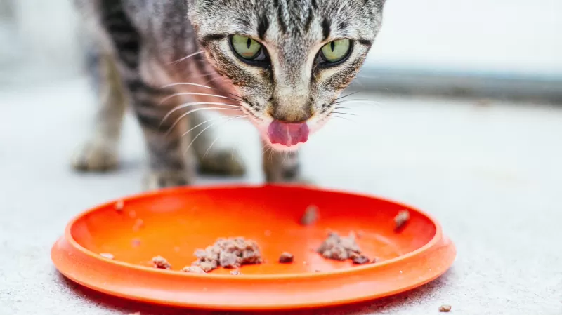 quantidade de comida enlatada para alimentar um gato - 01