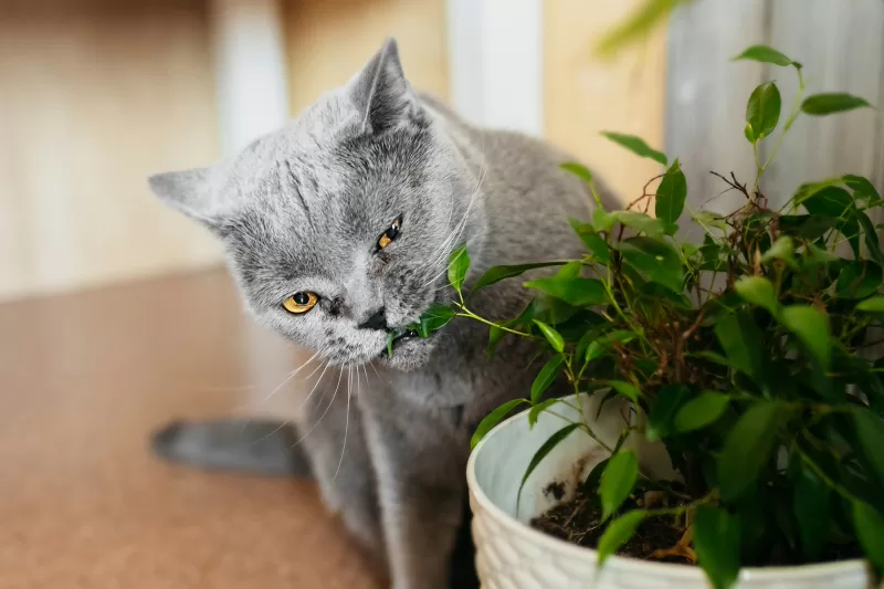 razões pelas quais seu gato está vomitando - 01