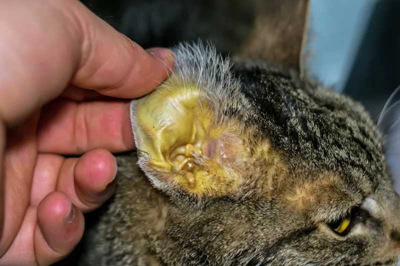 razões pelas quais seu gato está vomitando - 02