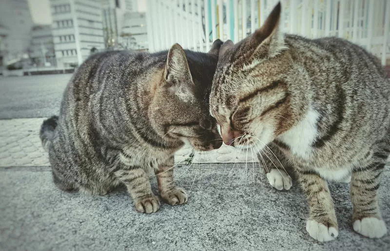 um gato está esfregando o rosto nas pessoas - 01