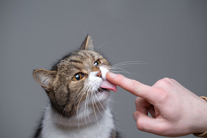 10 fatos pouco conhecidos sobre a língua do seu gato - 04