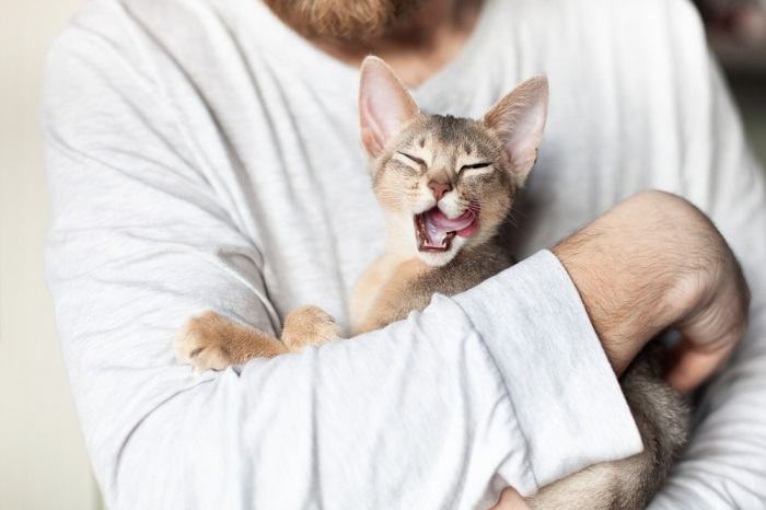 10 fatos pouco conhecidos sobre a língua do seu gato - 08