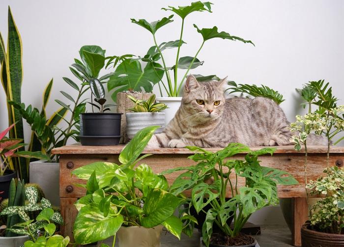 10 maneiras comprovadas de manter os gatos longe das plantas - 02