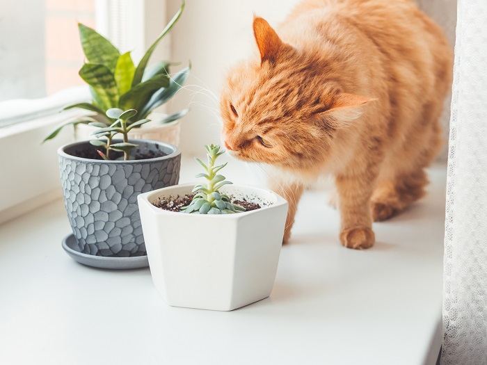 10 maneiras comprovadas de manter os gatos longe das plantas - 05