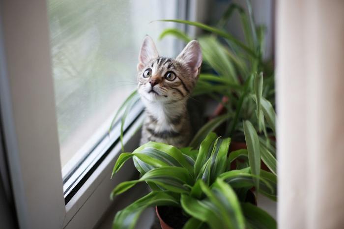 10 maneiras comprovadas de manter os gatos longe das plantas - 06