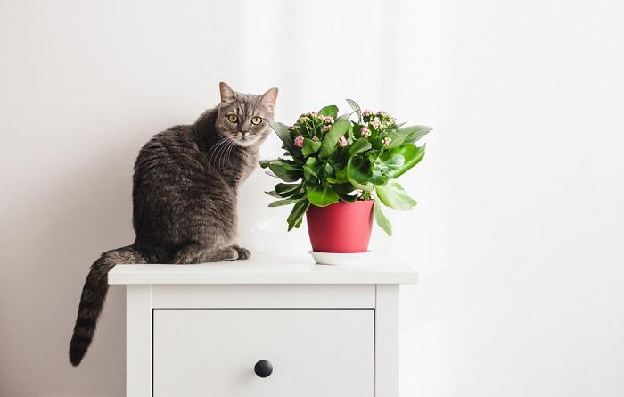 10 maneiras comprovadas de manter os gatos longe das plantas - 07