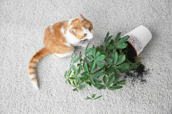 10 maneiras comprovadas de manter os gatos longe das plantas - 08